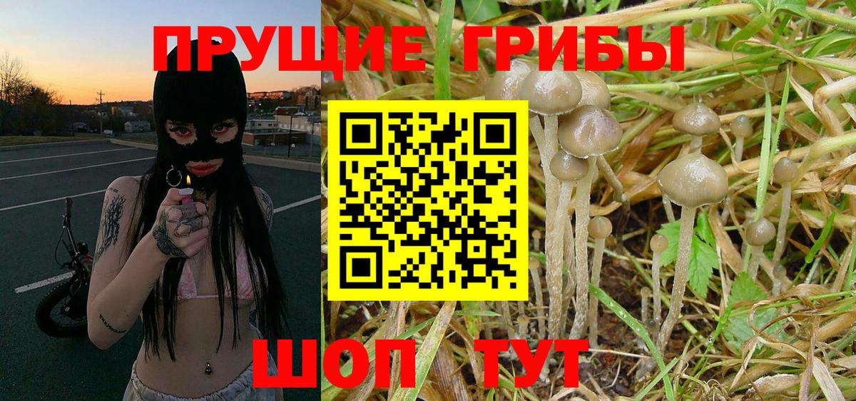 Псилоцибиновые грибы Magic Shrooms  Балахна  Псилоцибиновые грибы Psilocybine cubensis 